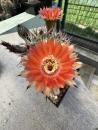 Acanthocalycium thionanthum